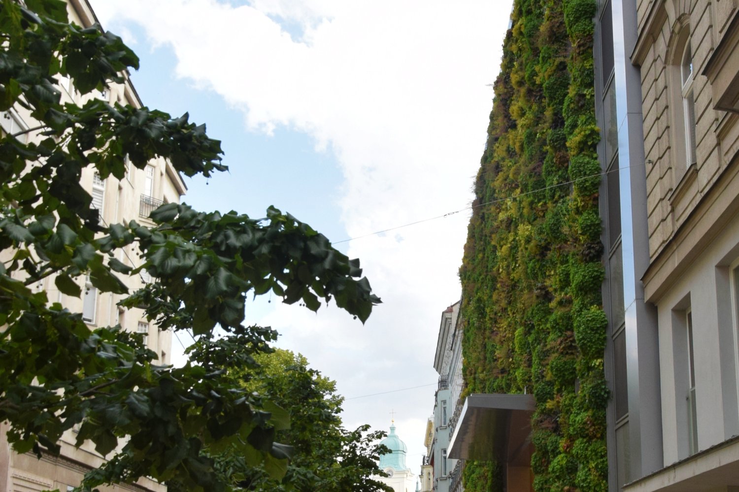 Begrünte Fassade am Krankenhaus der Barmherzigen Schwestern, Wien