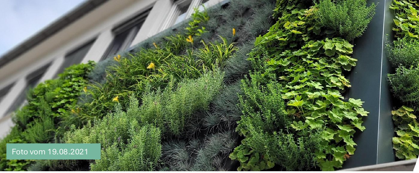 Staudenvielfalt in einer LivingPANELS-Fassade – Nahrung und Lebensraum für Insekten