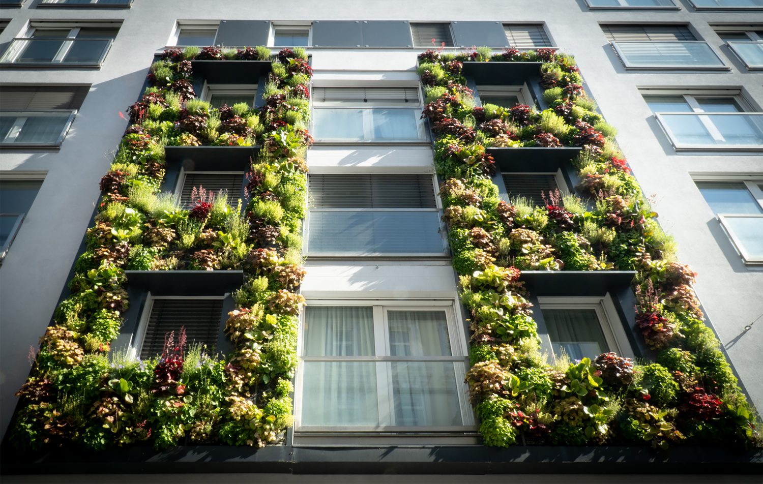 Begrünte Fassade Seegasse – Grün auf Augenhöhe